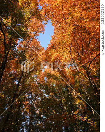 Kochi Prefecture Autumn leaves Kochi Prefecture Autumn leaves 133932150
