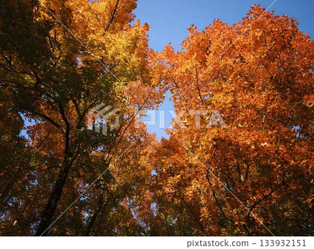 Kochi Prefecture Autumn leaves 133932151