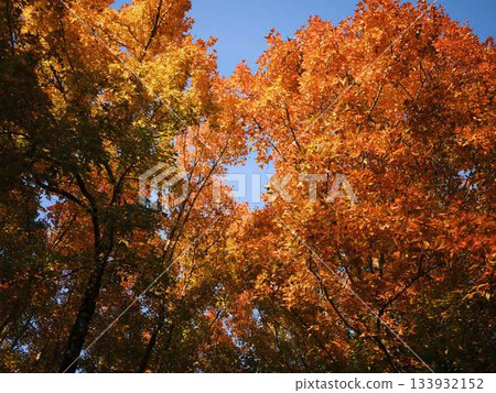 Kochi Prefecture Autumn leaves Kochi Prefecture Autumn leaves 133932152