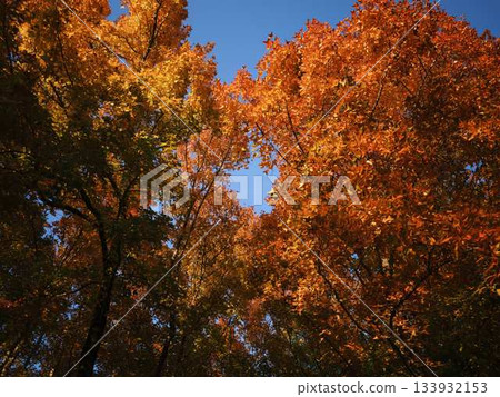 Kochi Prefecture Autumn leaves 133932153