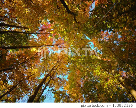 Kochi Prefecture Autumn leaves Kochi Prefecture Autumn leaves 133932156