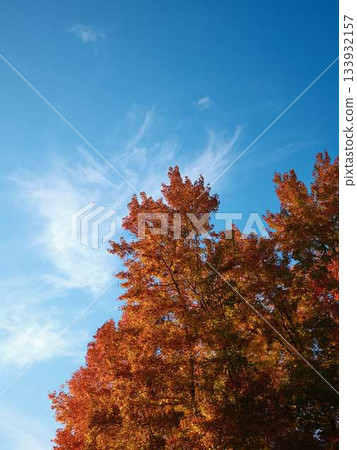 Kochi Prefecture Autumn leaves Kochi Prefecture Autumn leaves 133932157