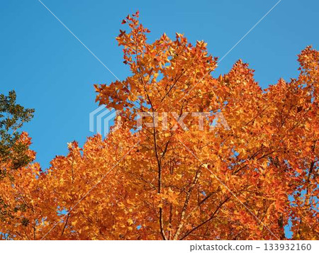 Kochi Prefecture Autumn leaves Kochi Prefecture Autumn leaves 133932160