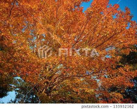 Kochi Prefecture Autumn leaves 133932162
