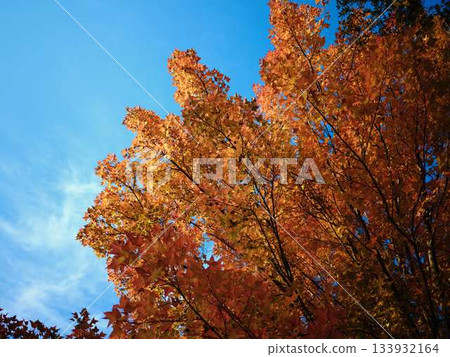 Kochi Prefecture Autumn leaves Kochi Prefecture Autumn leaves 133932164