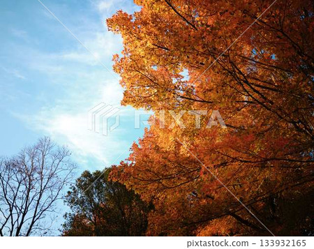 高知縣秋葉 高知縣秋葉 133932165