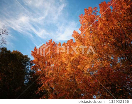 Kochi Prefecture Autumn leaves Kochi Prefecture Autumn leaves 133932166