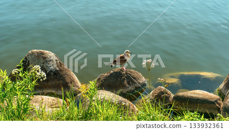 Siverskoye Lake in Summer 133932361