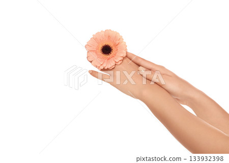 Two hands cradle a peach flower gently, isolated on white, PNG Two hands cradle a peach flower gently, isolated on white, PNG 133932398