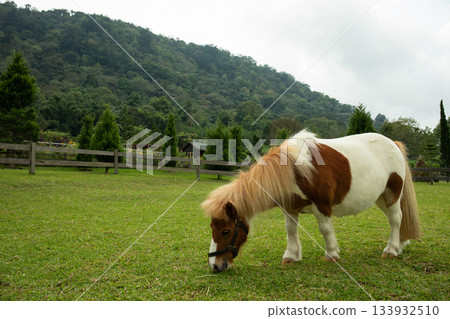 Pony is grazing on lush green grass at a ranch Pony is grazing on lush green grass at a ranch 133932510