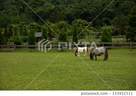 Ponies graze in a grassy field near a wooden fence Ponies graze in a grassy field near a wooden fence 133932511