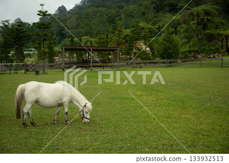 White pony grazes on green grass with trees in background White pony grazes on green grass with trees in background 133932513