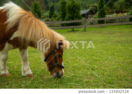 Pony with brown and white coat grazing on lush green grass Pony with brown and white coat grazing on lush green grass 133932516