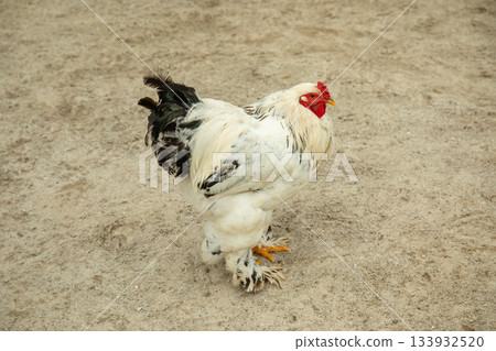 Rooster with white and black feathers on sandy soil Rooster with white and black feathers on sandy soil 133932520