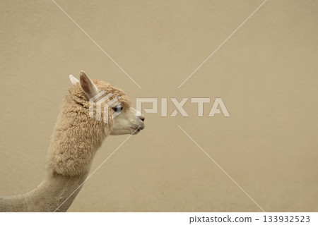 Light-colored alpaca profile facing left with smooth fur Light-colored alpaca profile facing left with smooth fur 133932523