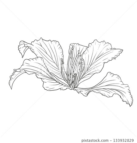 Hand drawn Bauhinia purpurea flower Hand drawn Bauhinia purpurea flower 133932829