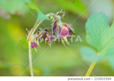 Red fruits of Kanamgura 133933394