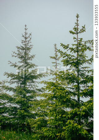 The tops of fir trees against the background of thick white fog 133933555