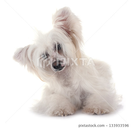 Chinese Crested Dog Powderpuff Chinese Crested Dog Powderpuff 133933596