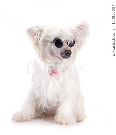 Chinese Crested Dog Powderpuff 133933597
