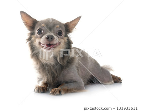 chihuahua in studio chihuahua in studio 133933611