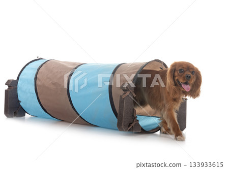 cavalier king charles in studio 133933615