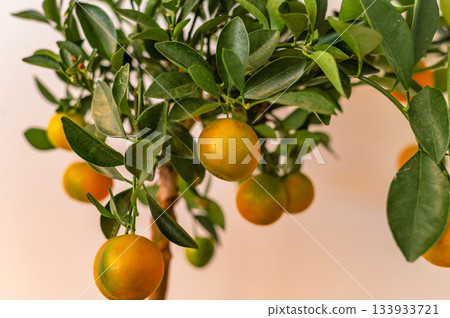 Home garden with mandarin tree Home garden with mandarin tree 133933721