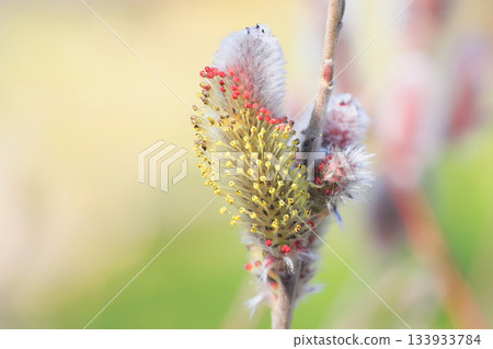 貓科動物花 貓科動物花 133933784