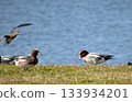 Wigeon Army 133934201
