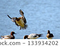 Wigeon Army 133934202