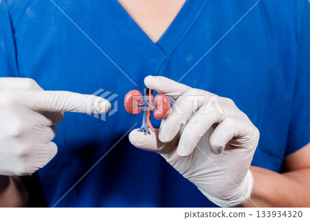 Medical Display of Kidney Organ Medical Display of Kidney Organ 133934320