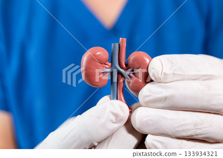 Kidney Model Shown by Healthcare Worker 133934321