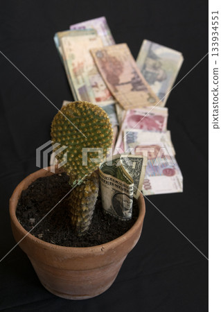 cactus plant with international currency banknotes concept investment 133934551