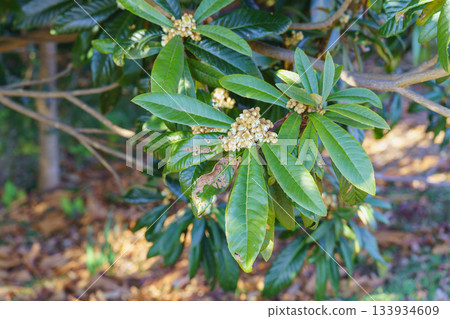 Flower of loquat Flower of loquat 133934609