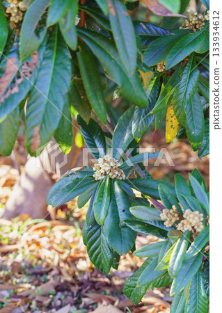 Flower of loquat 133934612