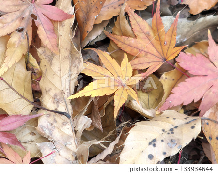 Fallen leaves Fallen leaves 133934644