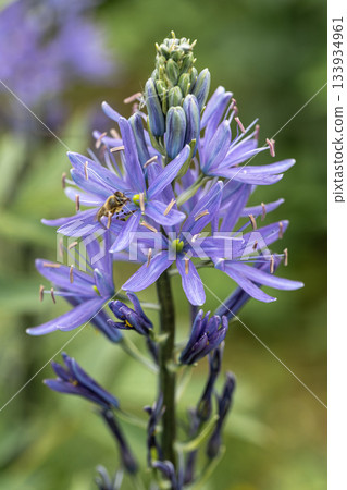 Camassia leichtlinii Caerulea flower in a garden 133934961