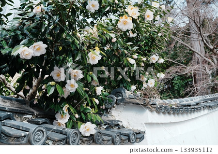 Camellia flowers blooming on a white wall 133935112