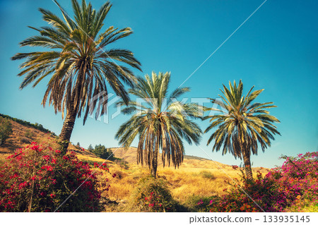 Mountain landscape with palm trees near the Sea of Galilee and Tiberias city on a sunny day, Israel Mountain landscape with palm trees near the Sea of Galilee and Tiberias city on a sunny day, Israel 133935145