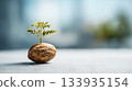 The concept of nature and growth is symbolized by young leaves sprouting from nuts. 133935154