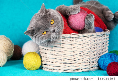 A funny blue British shorthair cat lies in a basket and plays with a pink ball of wool A funny blue British shorthair cat lies in a basket and plays with a pink ball of wool 133935161