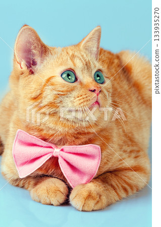 Portrait of a red kitten on a blue background. The cat wearing a pink bow tie. Vertical banner Portrait of a red kitten on a blue background. The cat wearing a pink bow tie. Vertical banner 133935270