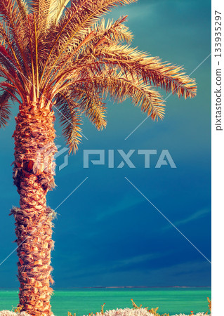 Vintage palm tree against the sunset sky. Dead Sea Beach. Vertical banner 133935297