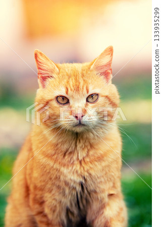 Red kitten sits outdoors on a sunny summer day Red kitten sits outdoors on a sunny summer day 133935299