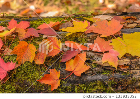 Late autumn colors: Colorful fallen leaves Late autumn colors: Colorful fallen leaves 133935352