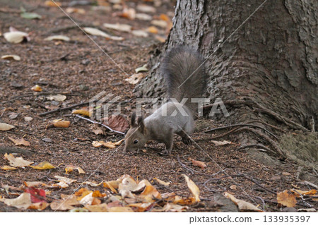 Molting season Autumn Hokkaido squirrel Ezo squirrel Hokkaido wildlife 133935397