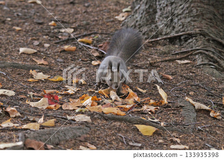 換毛季 秋季 北海道松鼠 蝦夷松鼠 北海道野生動物 換毛季 秋季 北海道松鼠 蝦夷松鼠 北海道野生動物 133935398