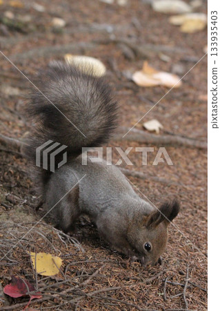 Molting season Autumn Hokkaido squirrel Ezo squirrel Hokkaido wildlife 133935403