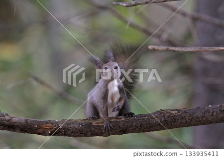 換毛季 秋季 北海道松鼠 蝦夷松鼠 北海道野生動物 133935411
