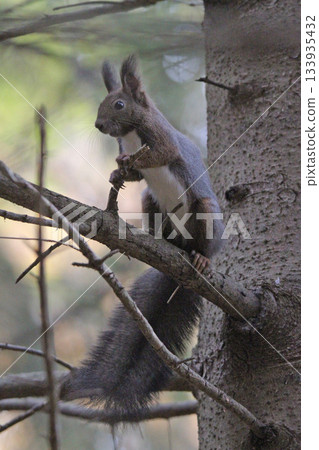 換毛季 秋季 北海道松鼠 蝦夷松鼠 北海道野生動物 換毛季 秋季 北海道松鼠 蝦夷松鼠 北海道野生動物 133935432